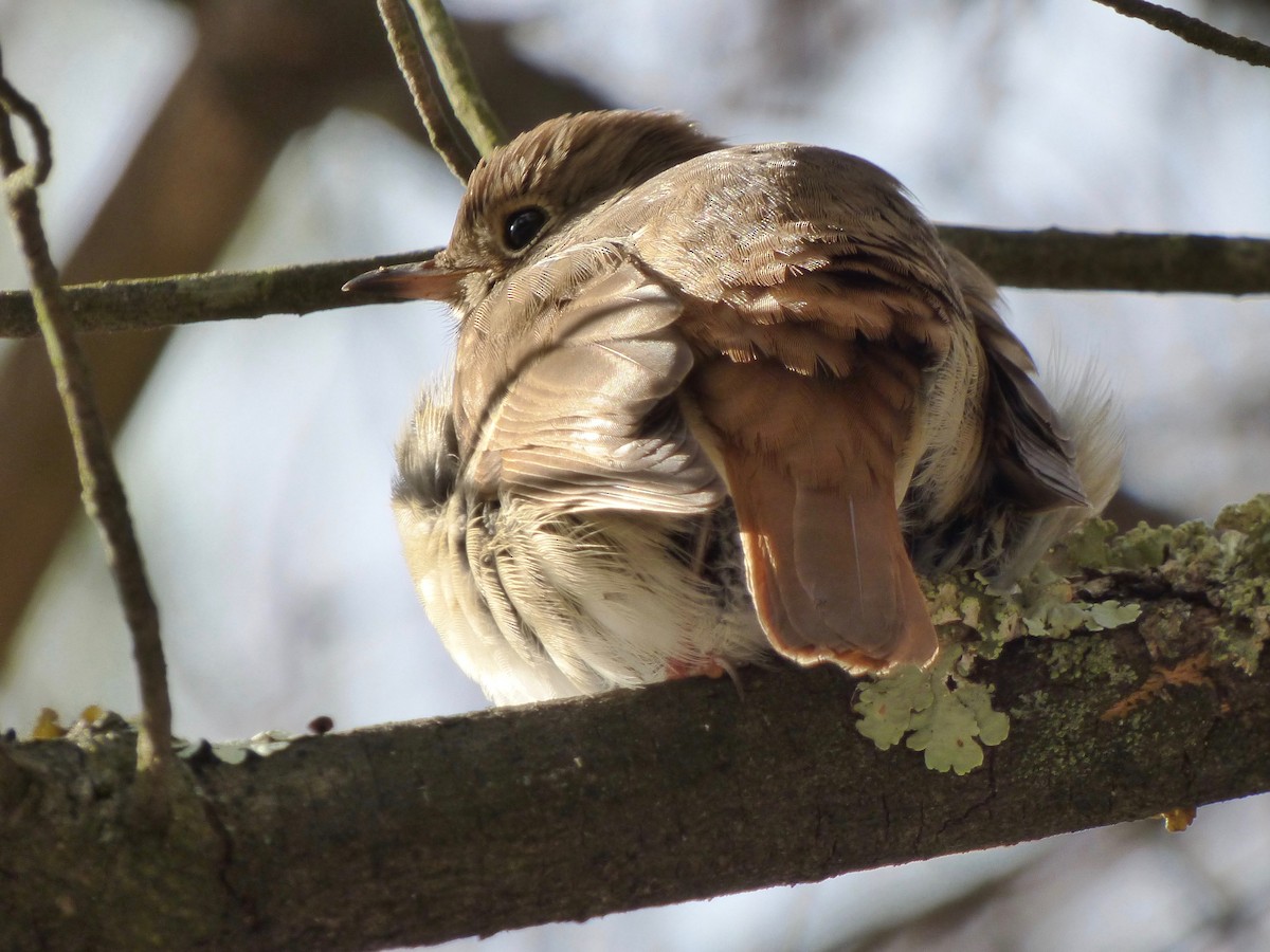 Hermit Thrush - ML629420954