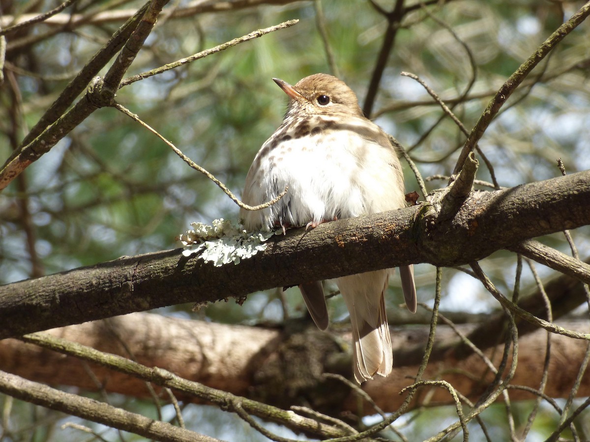 Hermit Thrush - ML629420955