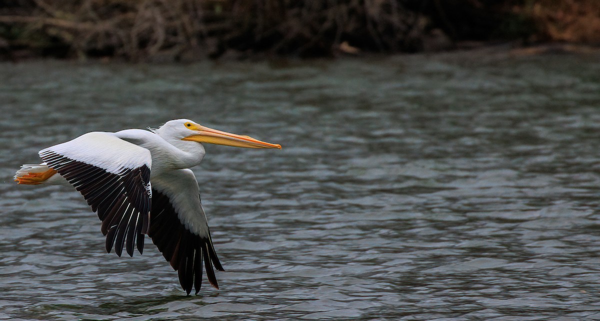 American White Pelican - ML629420957