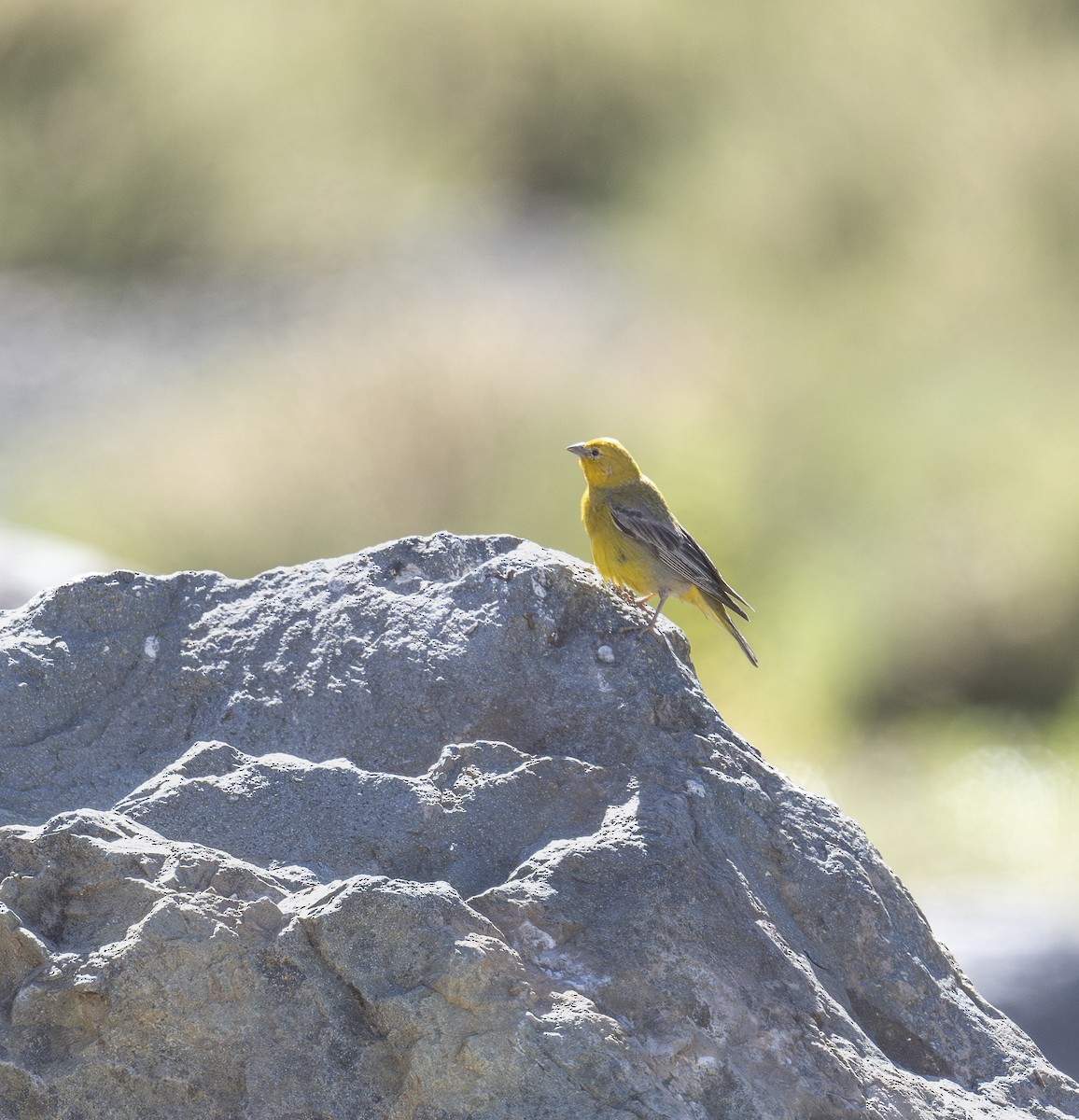 Greater Yellow-Finch - ML629421067