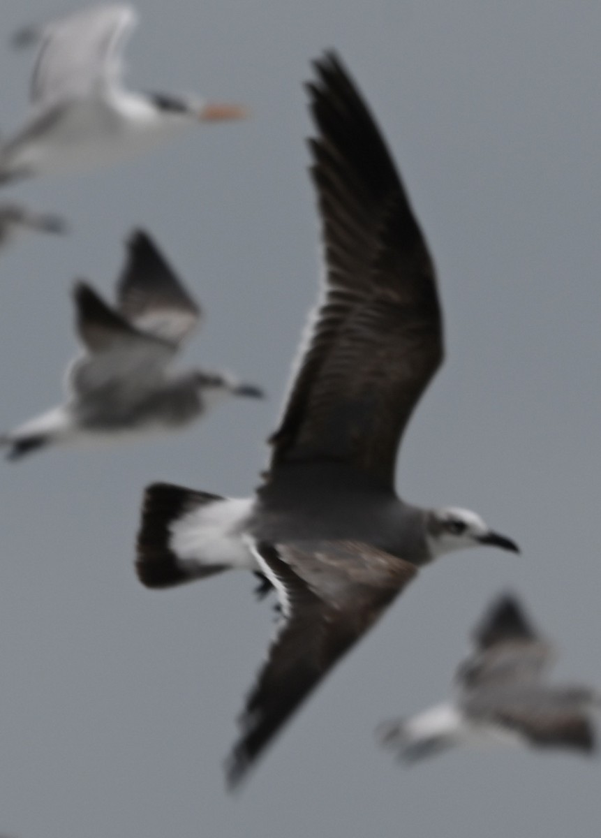 Laughing Gull - ML629421153