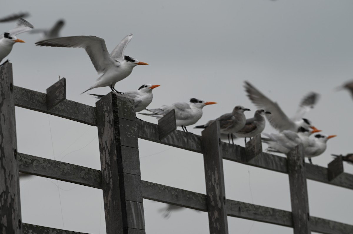 Royal Tern - ML629421195