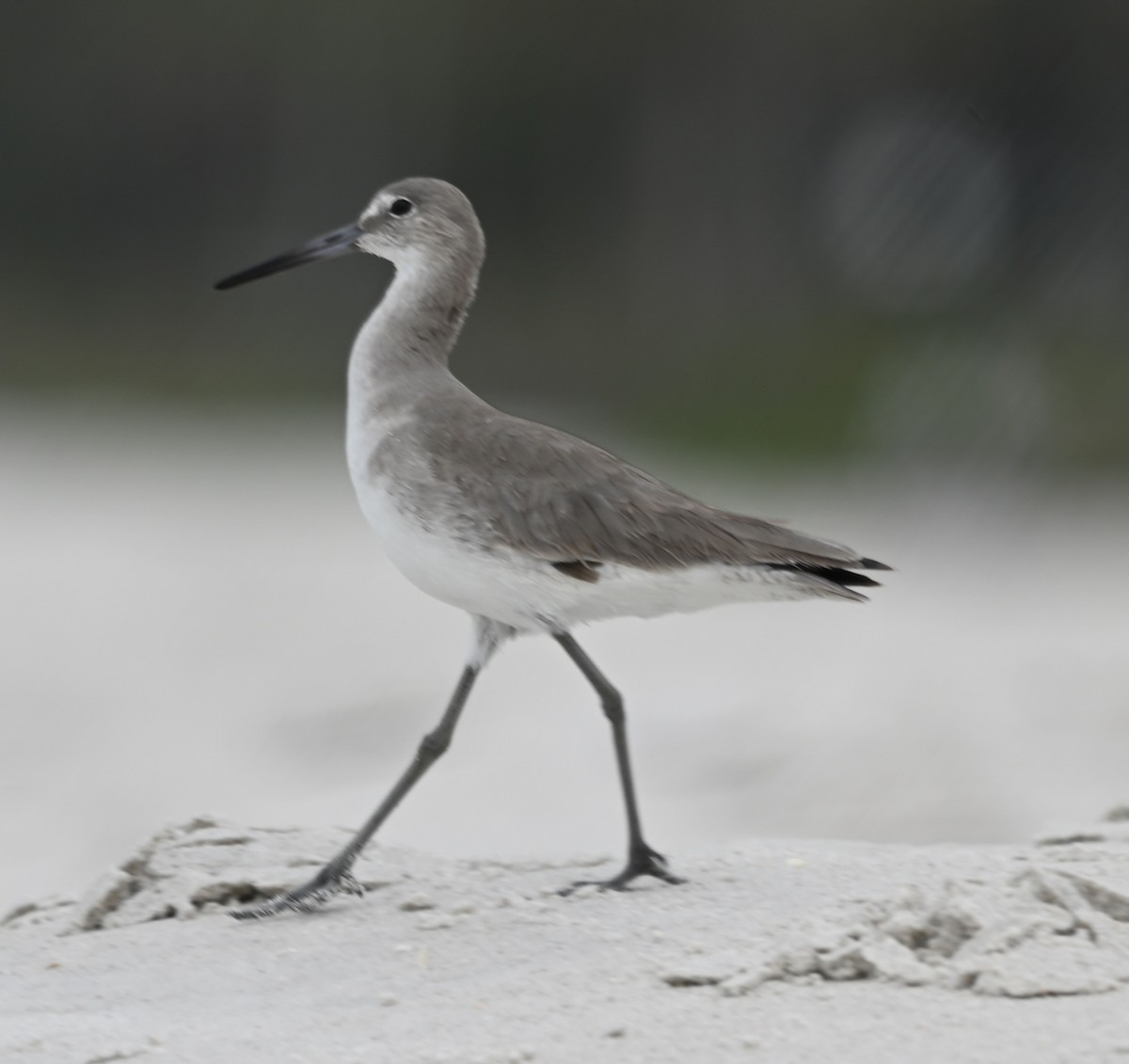 Willet - ML629421299