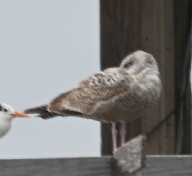 American Herring Gull - ML629421419