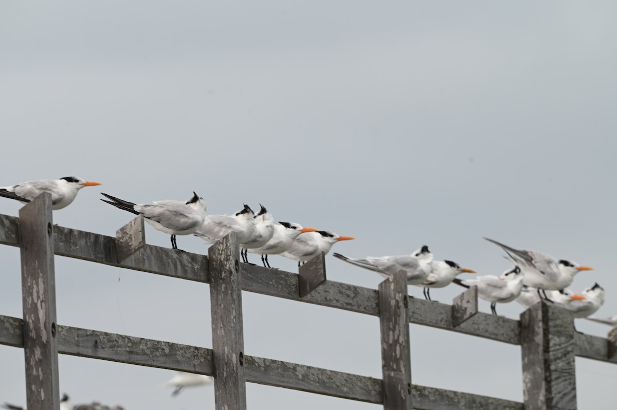 Royal Tern - ML629421467