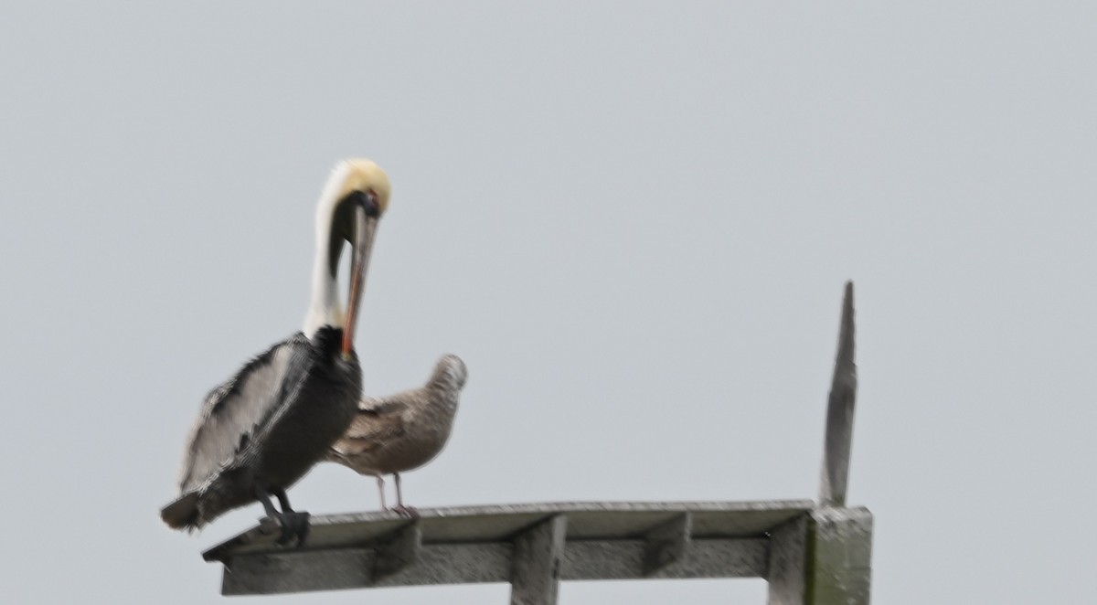 Brown Pelican - ML629421615