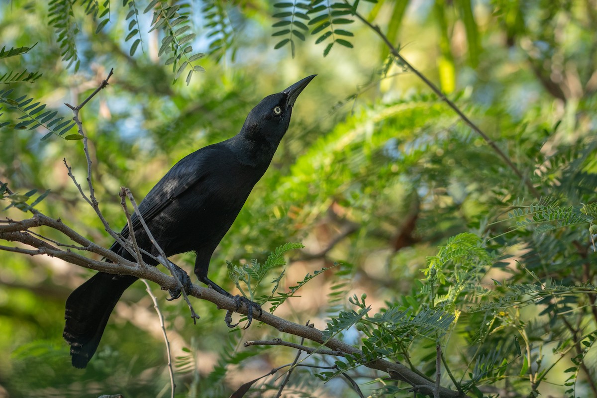 Greater Antillean Grackle - ML629421667