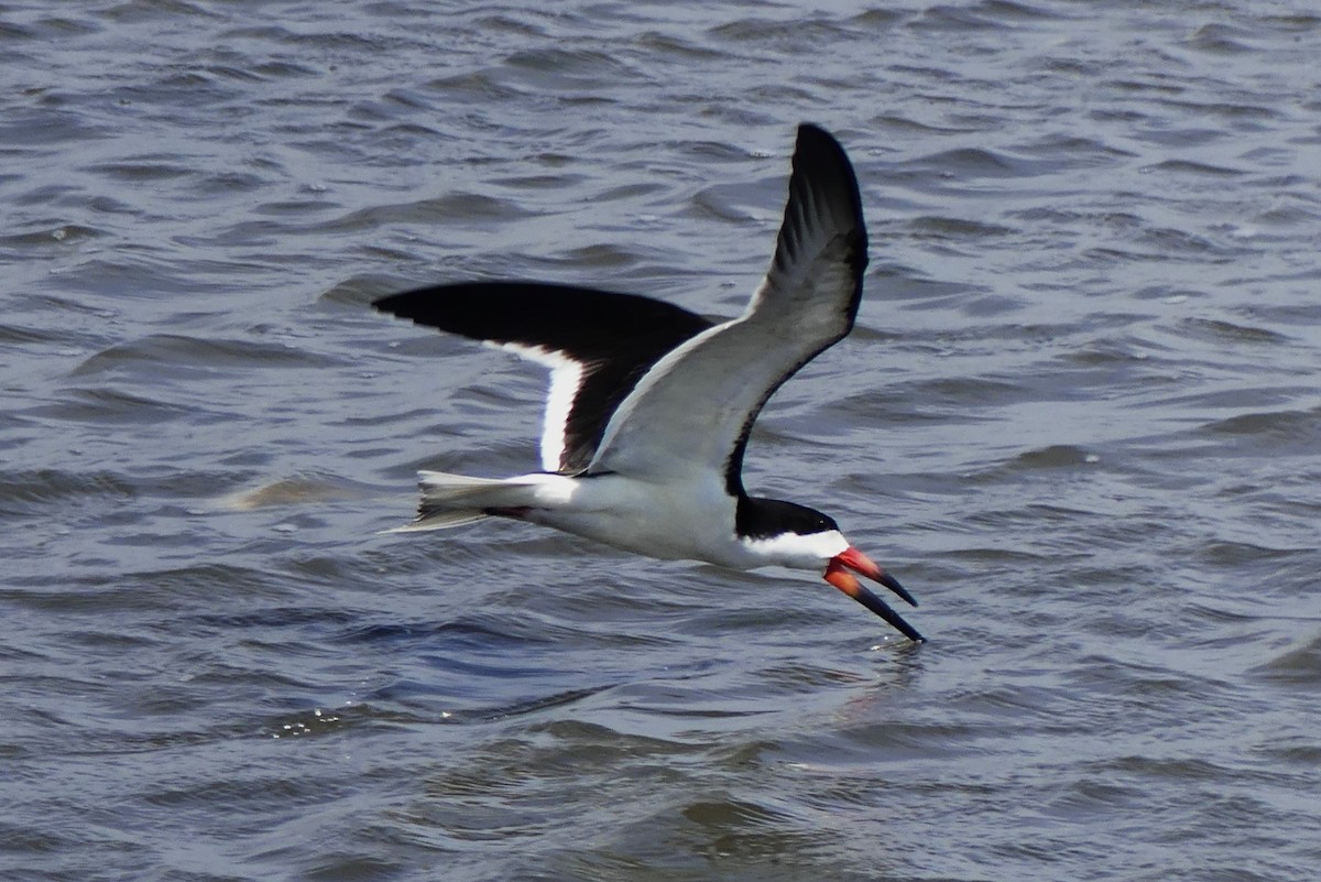 Black Skimmer - ML629422198