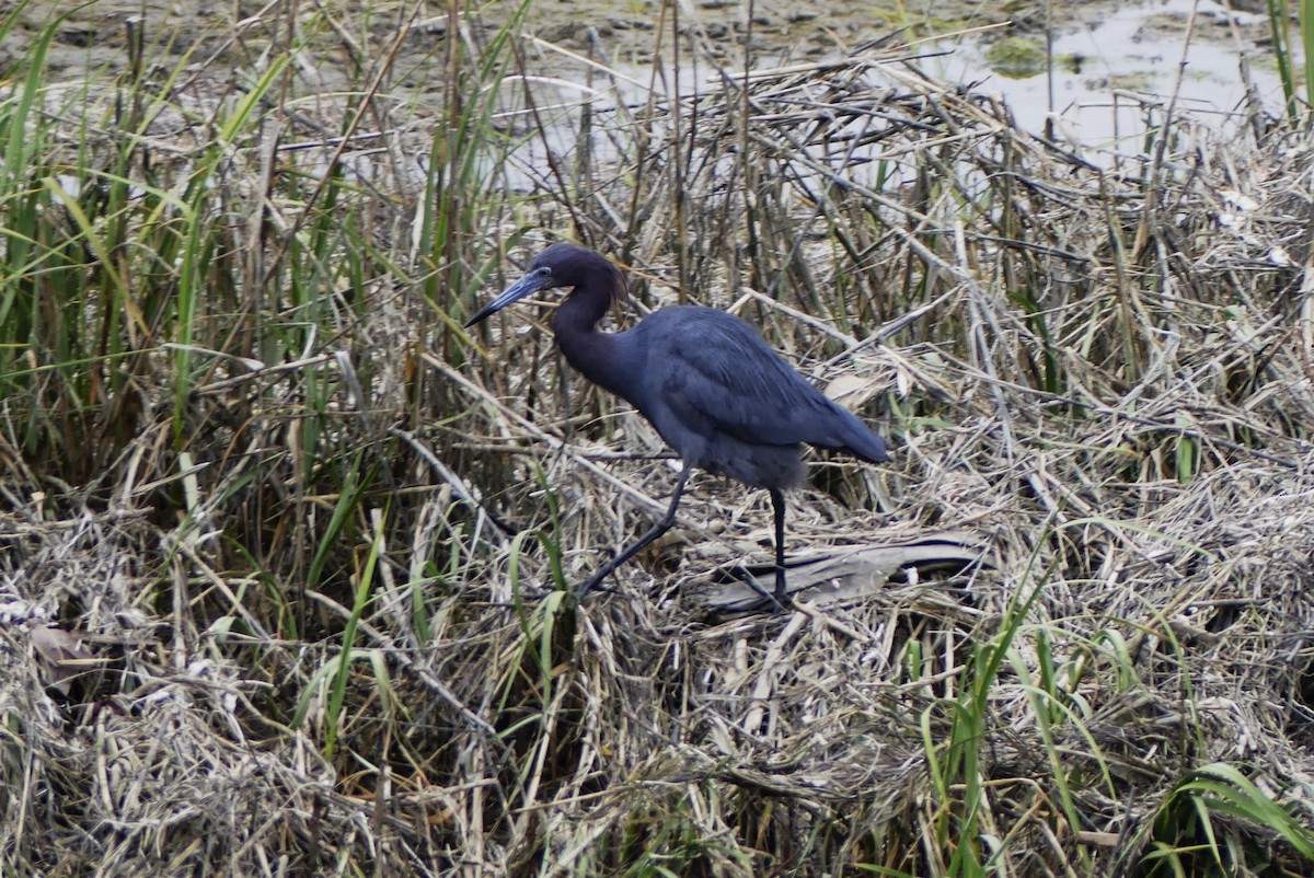 Little Blue Heron - ML629422215