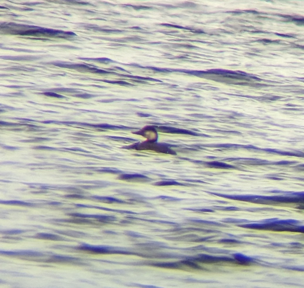 Black Scoter - ML629422372