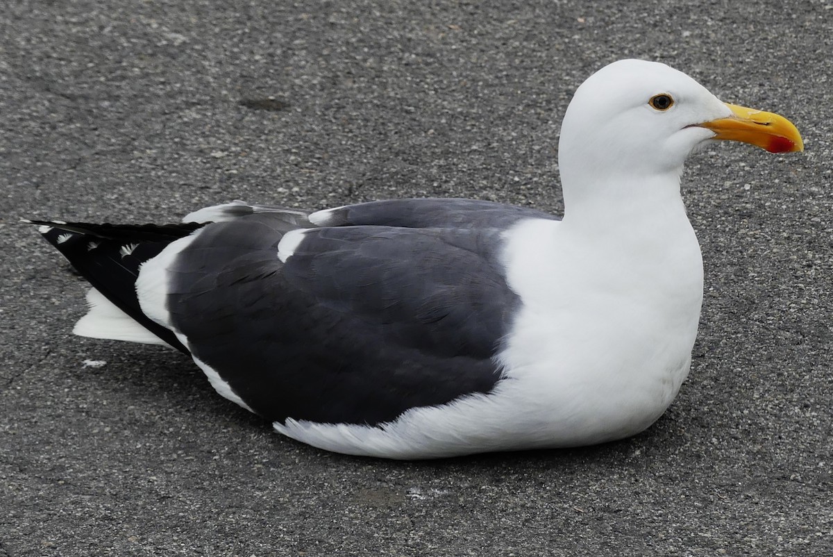 Western Gull - ML629422418