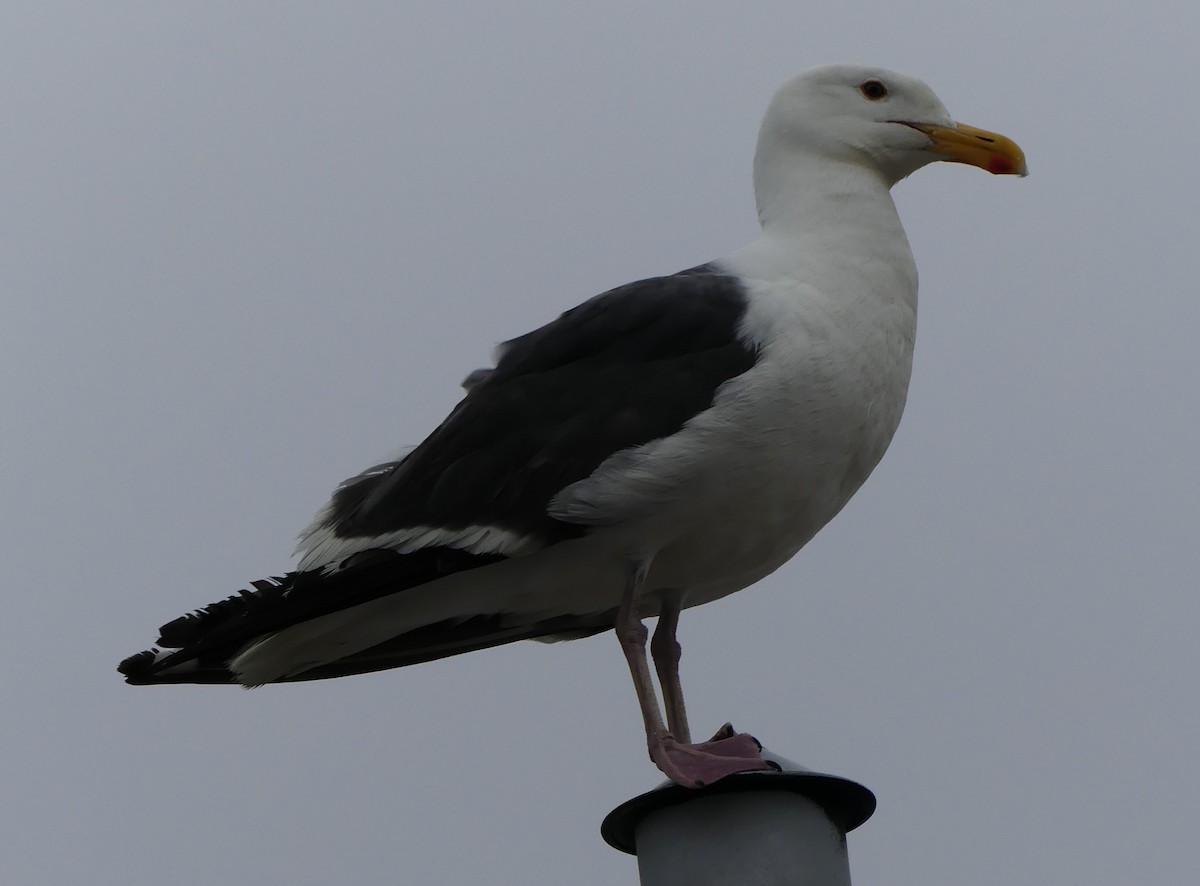 Western Gull - ML629422429