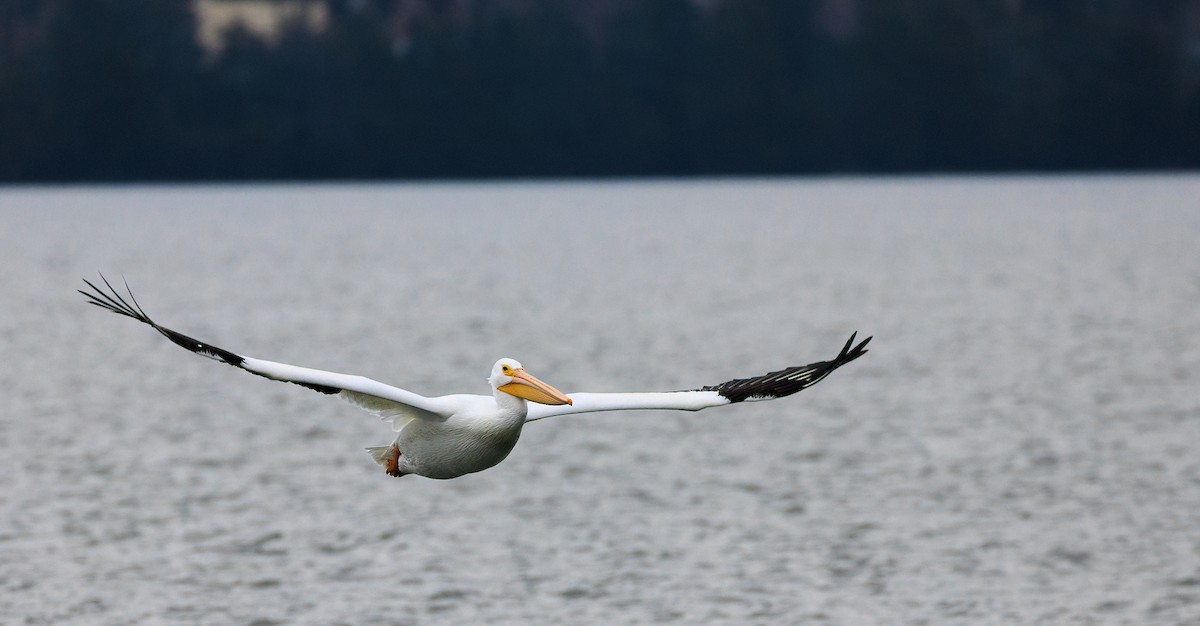 American White Pelican - ML629422583