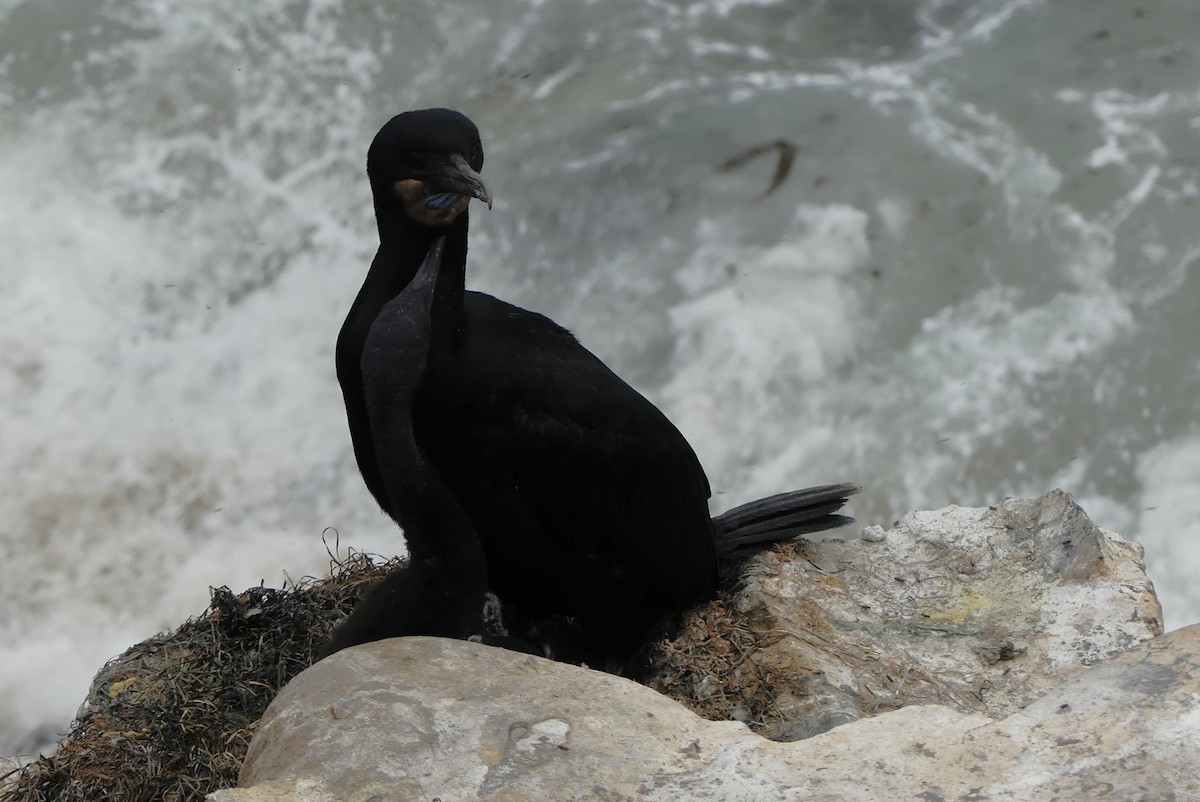 Brandt's Cormorant - ML629422622