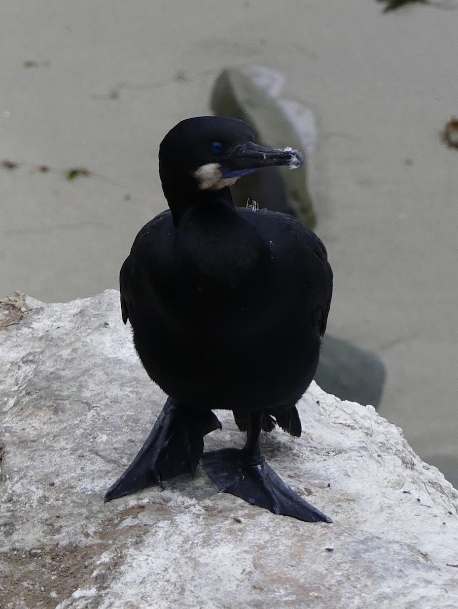 Brandt's Cormorant - ML629422623