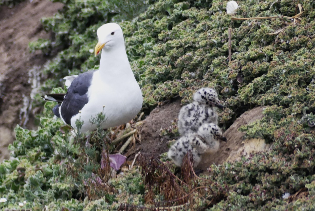Western Gull - ML629422633