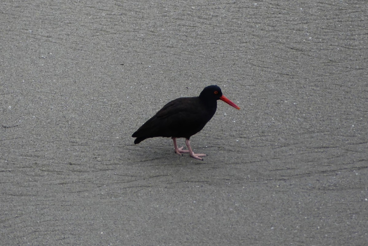 Black Oystercatcher - ML629422650