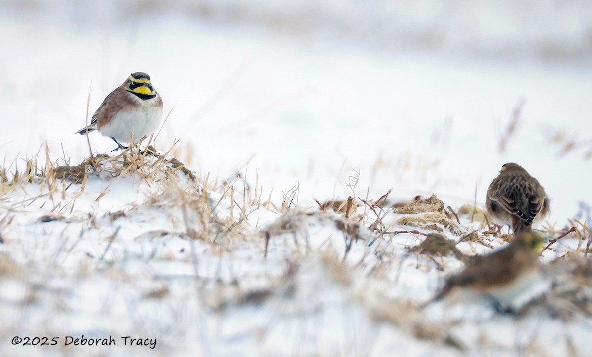 Horned Lark - ML629422801