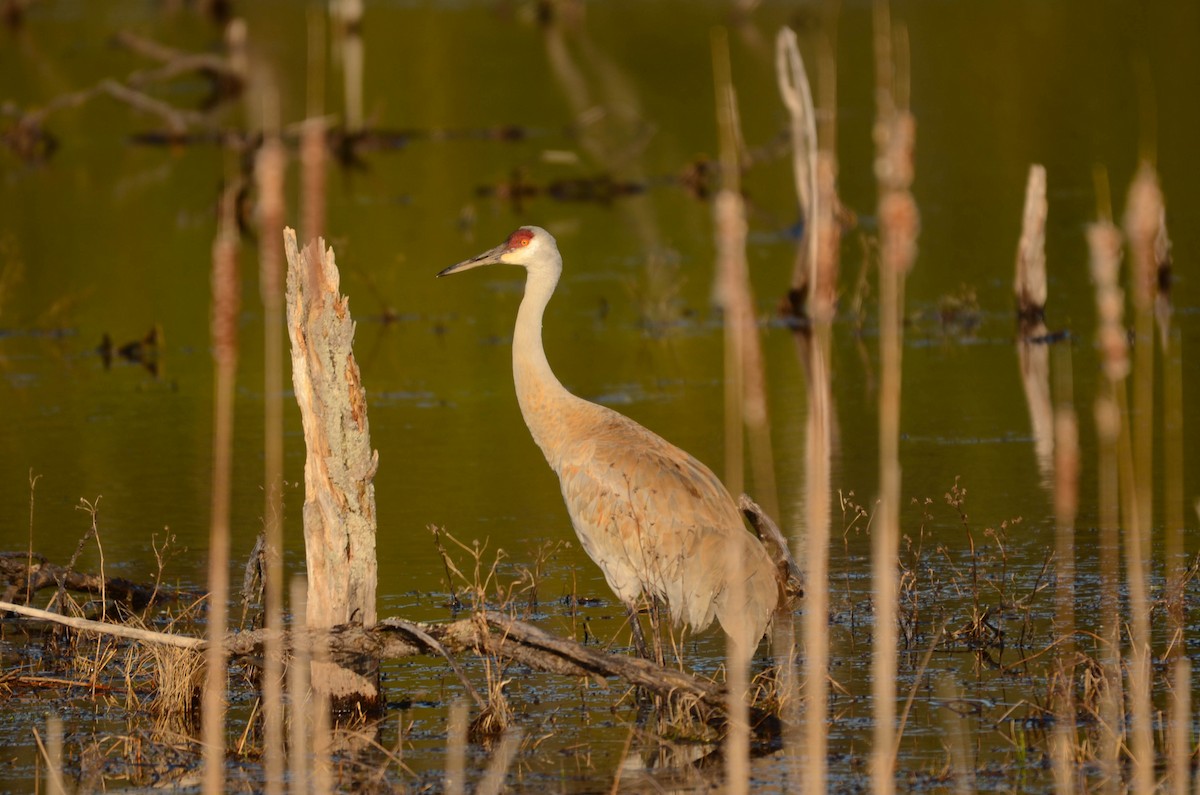 Sandhill Crane - ML629422966