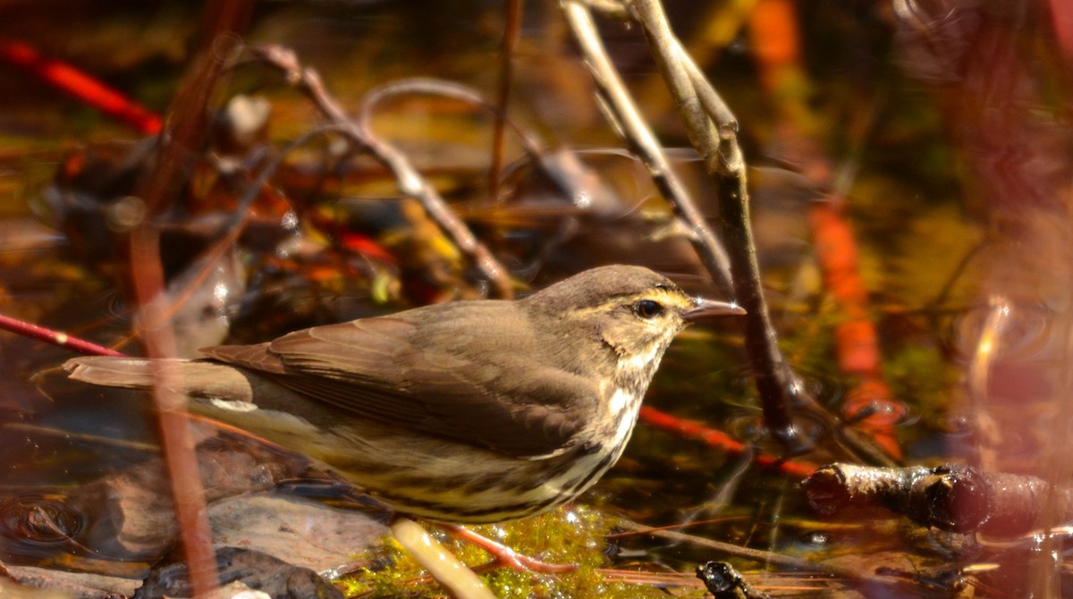 Northern Waterthrush - ML629423039
