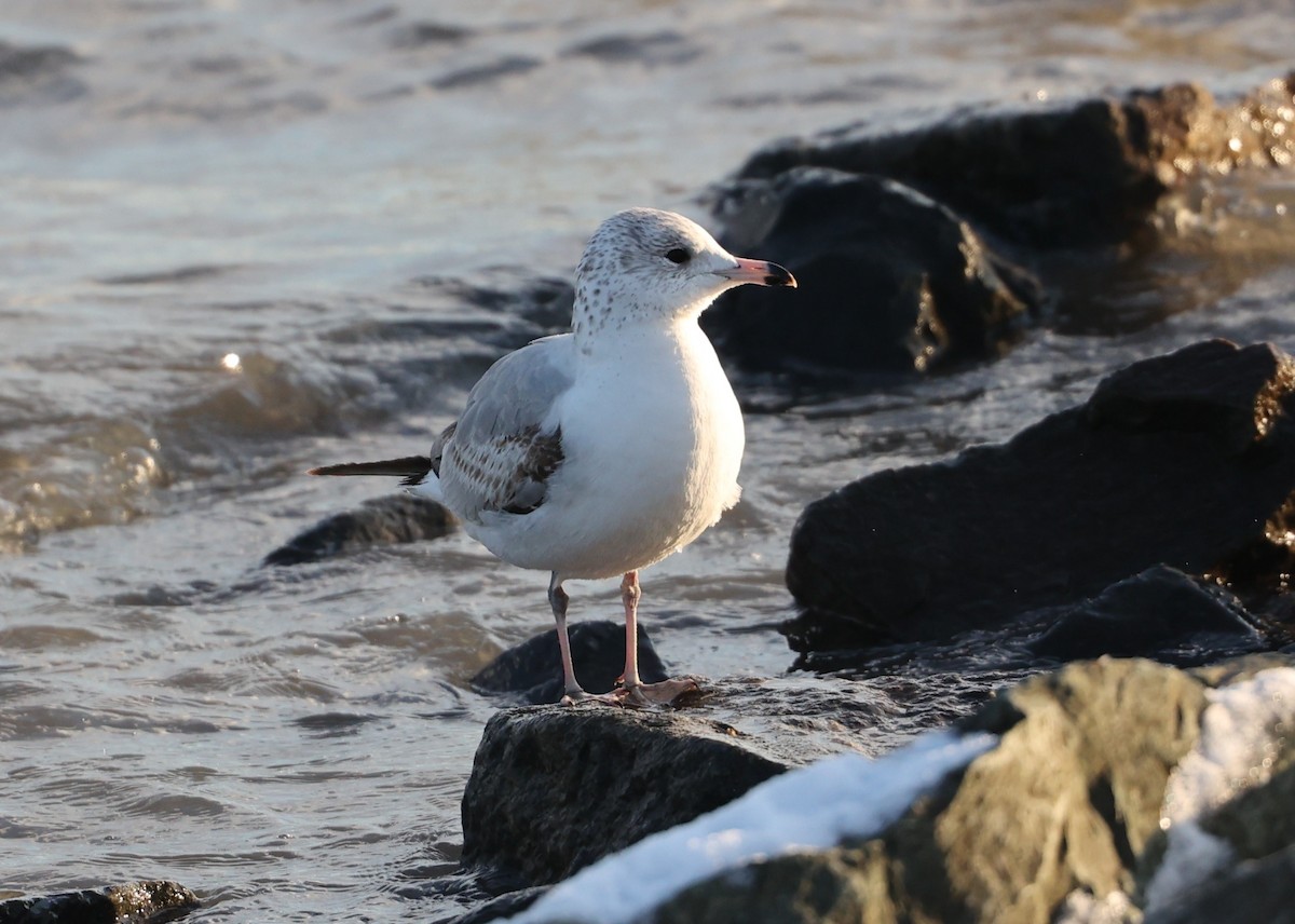 Ring-billed Gull - ML629423450