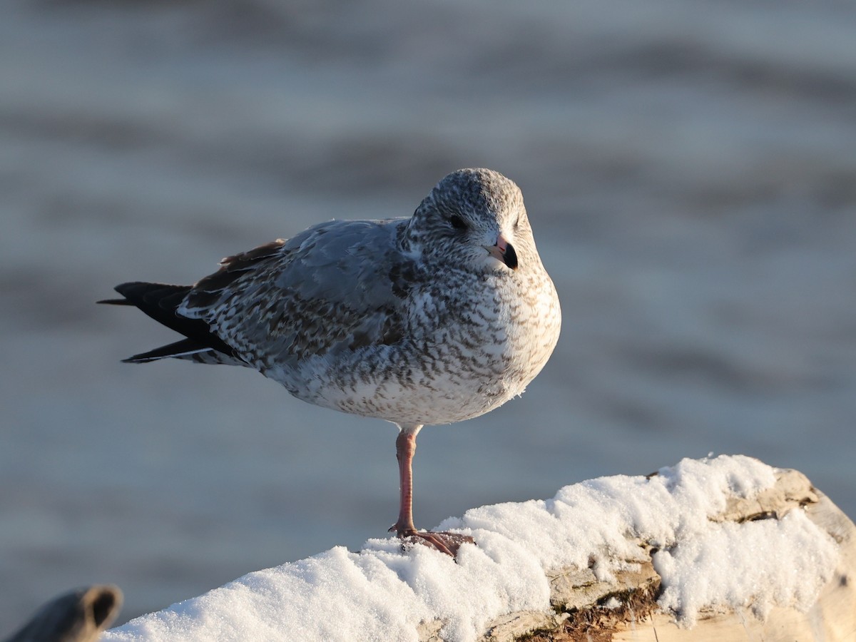 Ring-billed Gull - ML629423451