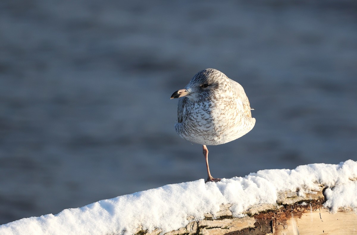 Ring-billed Gull - ML629423452