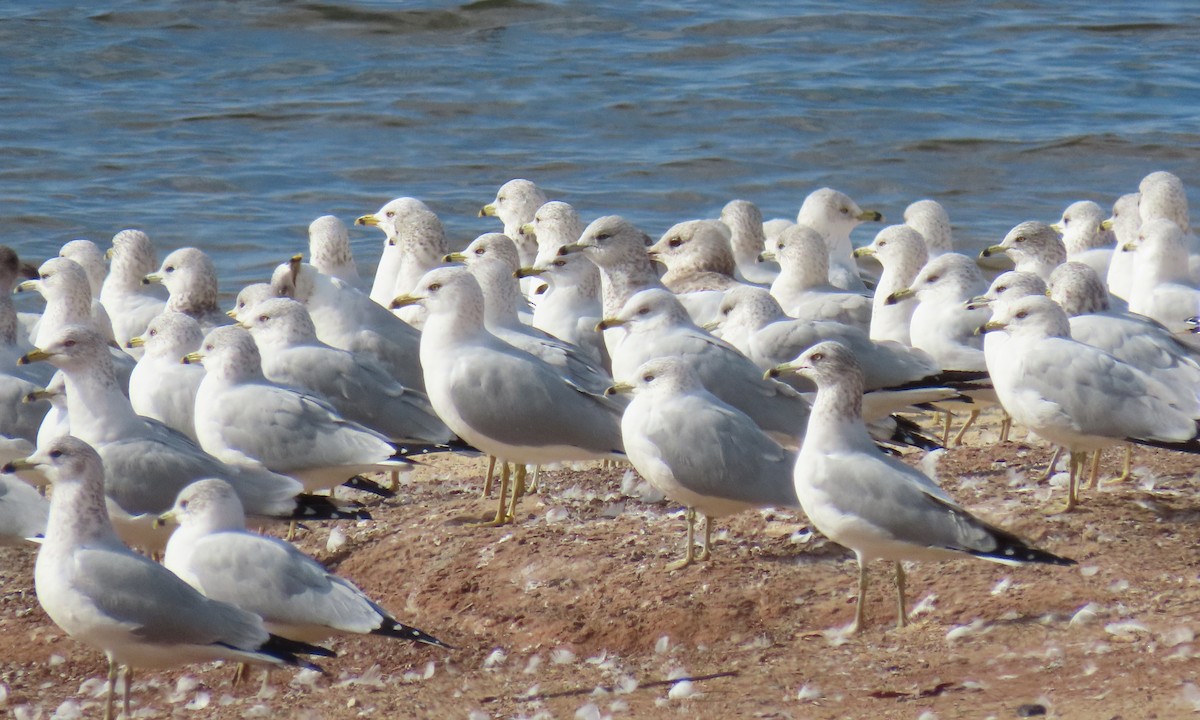 Ring-billed Gull - ML629423570