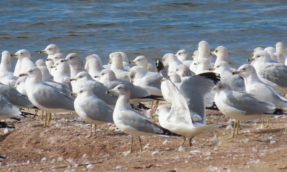 Ring-billed Gull - ML629423573