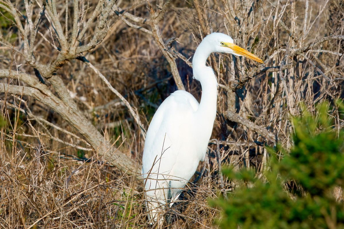 大白鷺 - ML629423626