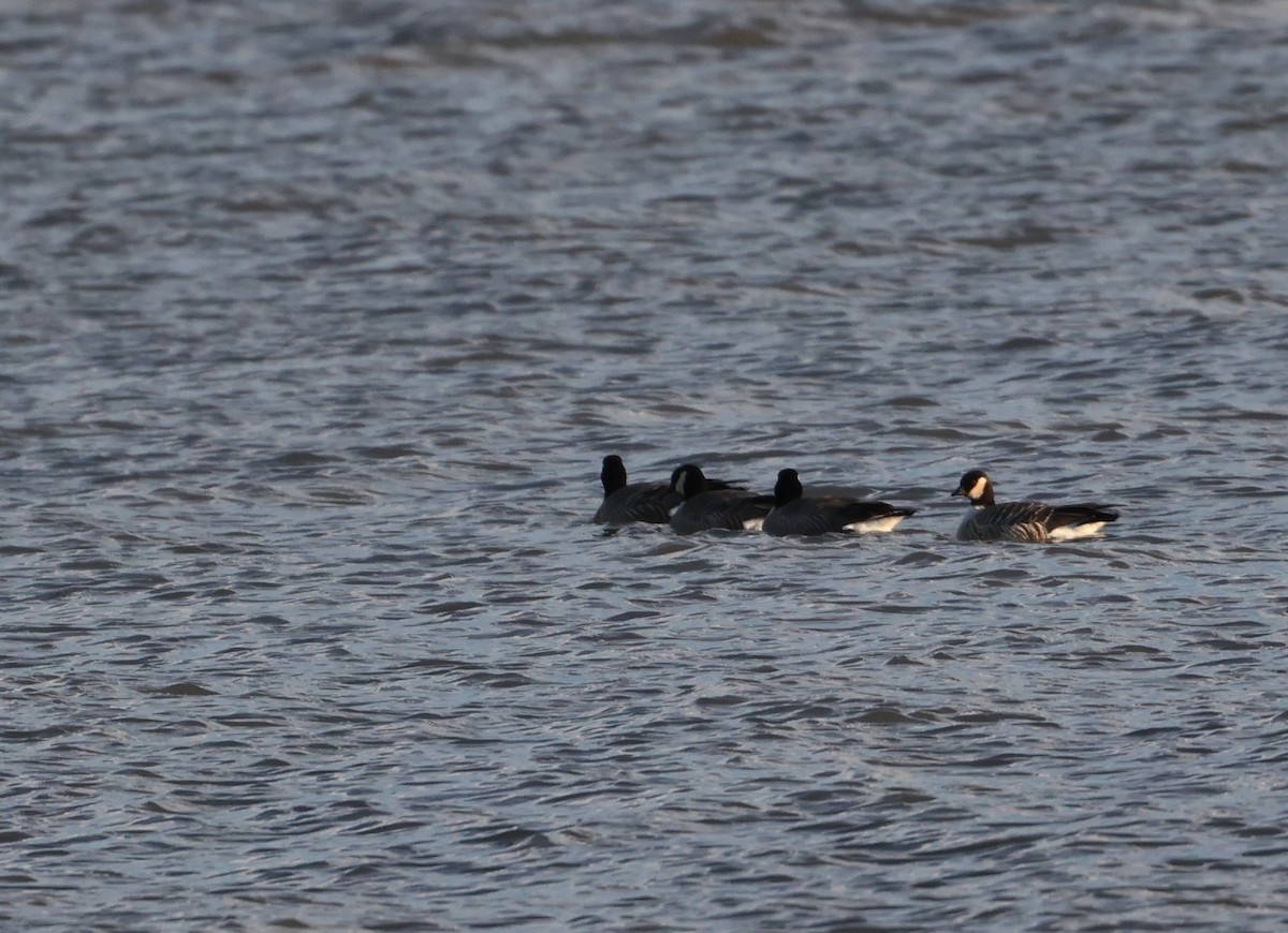 Cackling Goose - ML629423690