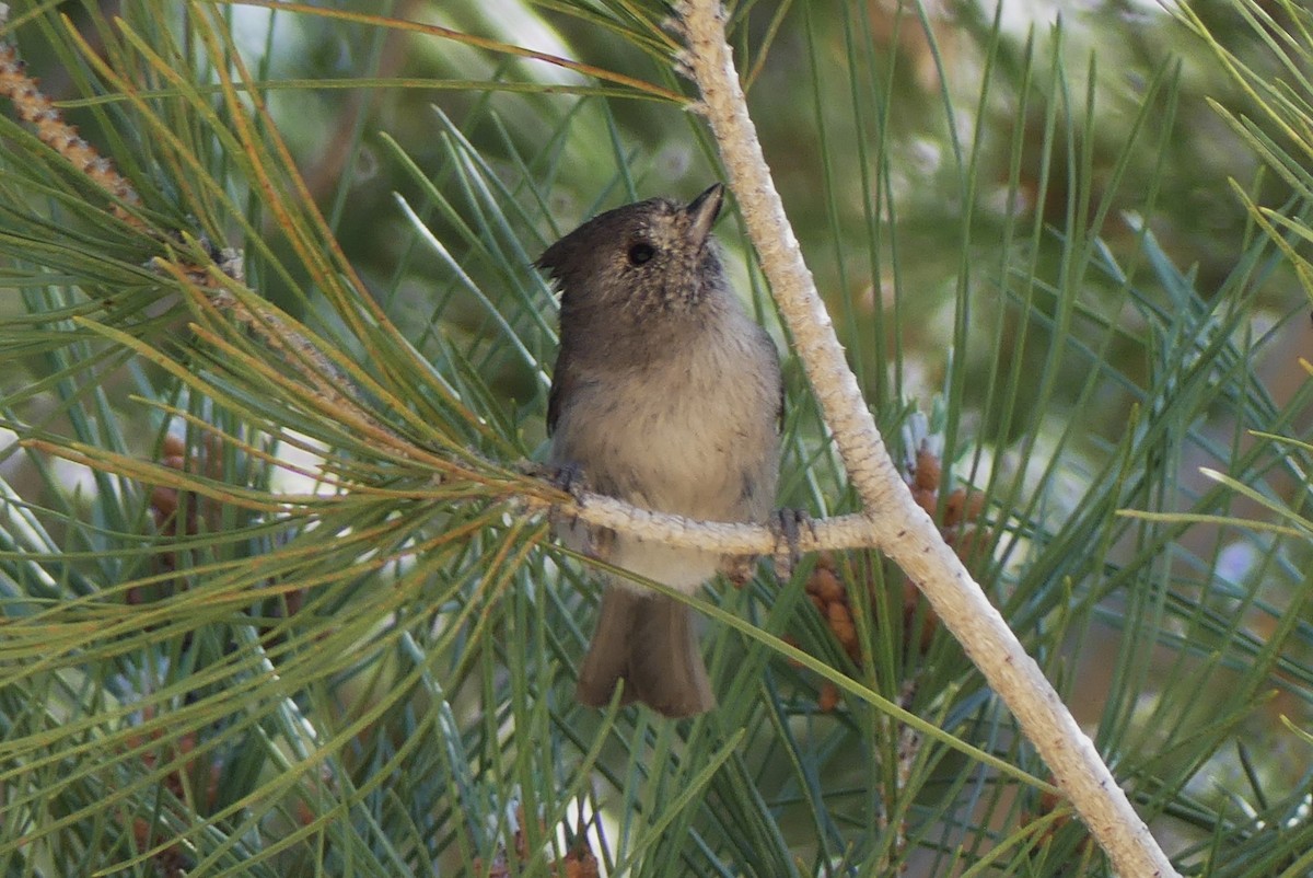 Oak Titmouse - ML629423708