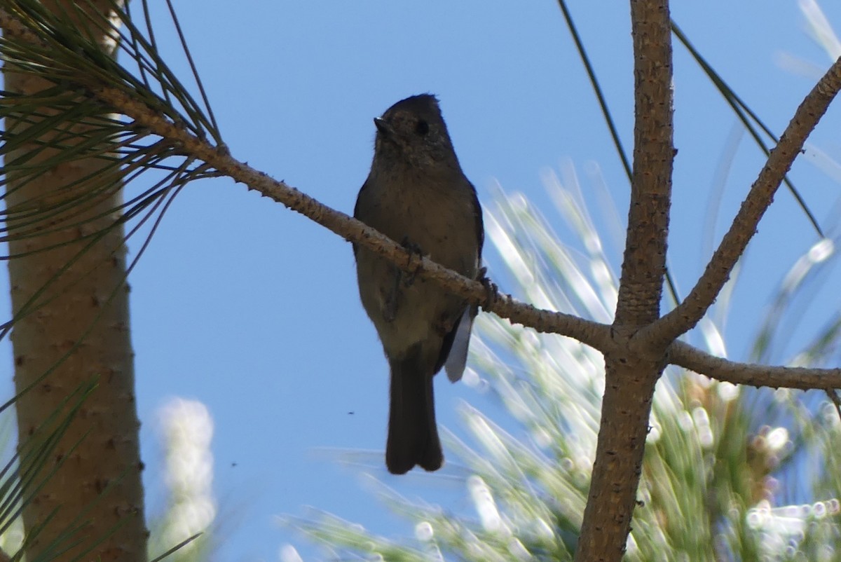 Oak Titmouse - ML629423709