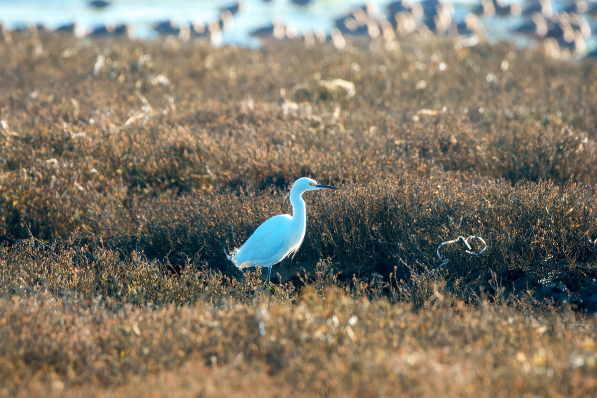 Snowy Egret - ML629423723