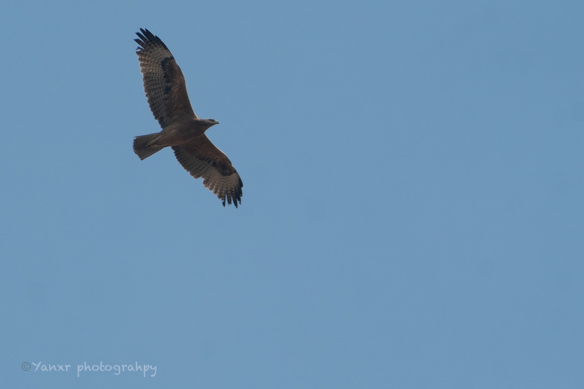 Bonelli's Eagle - ML629423795