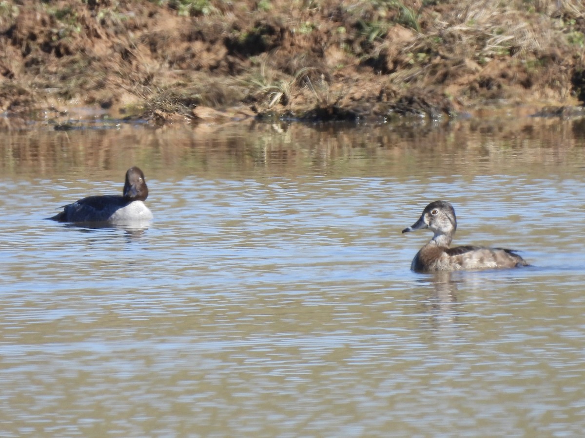 ringand - ML629424263