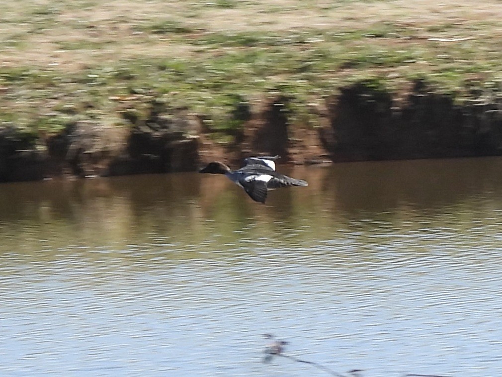 kvinand - ML629424285