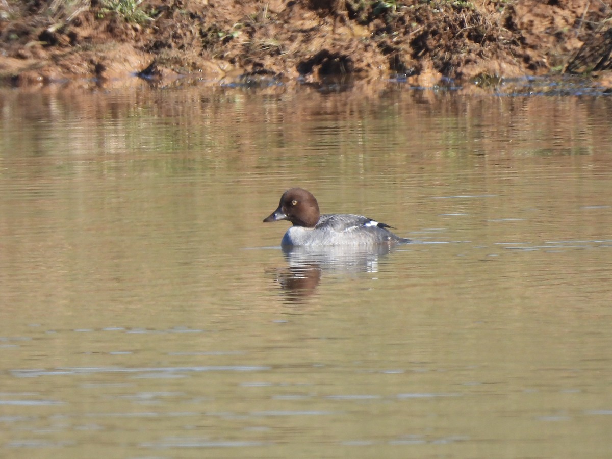 kvinand - ML629424286