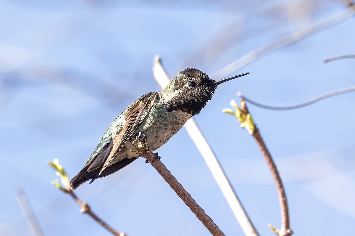 Anna's Hummingbird - ML629424399