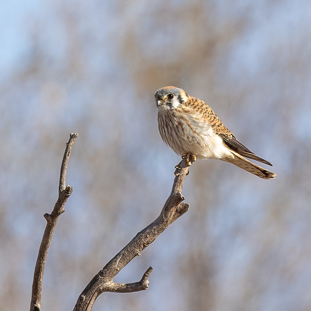 American Kestrel - ML629424421