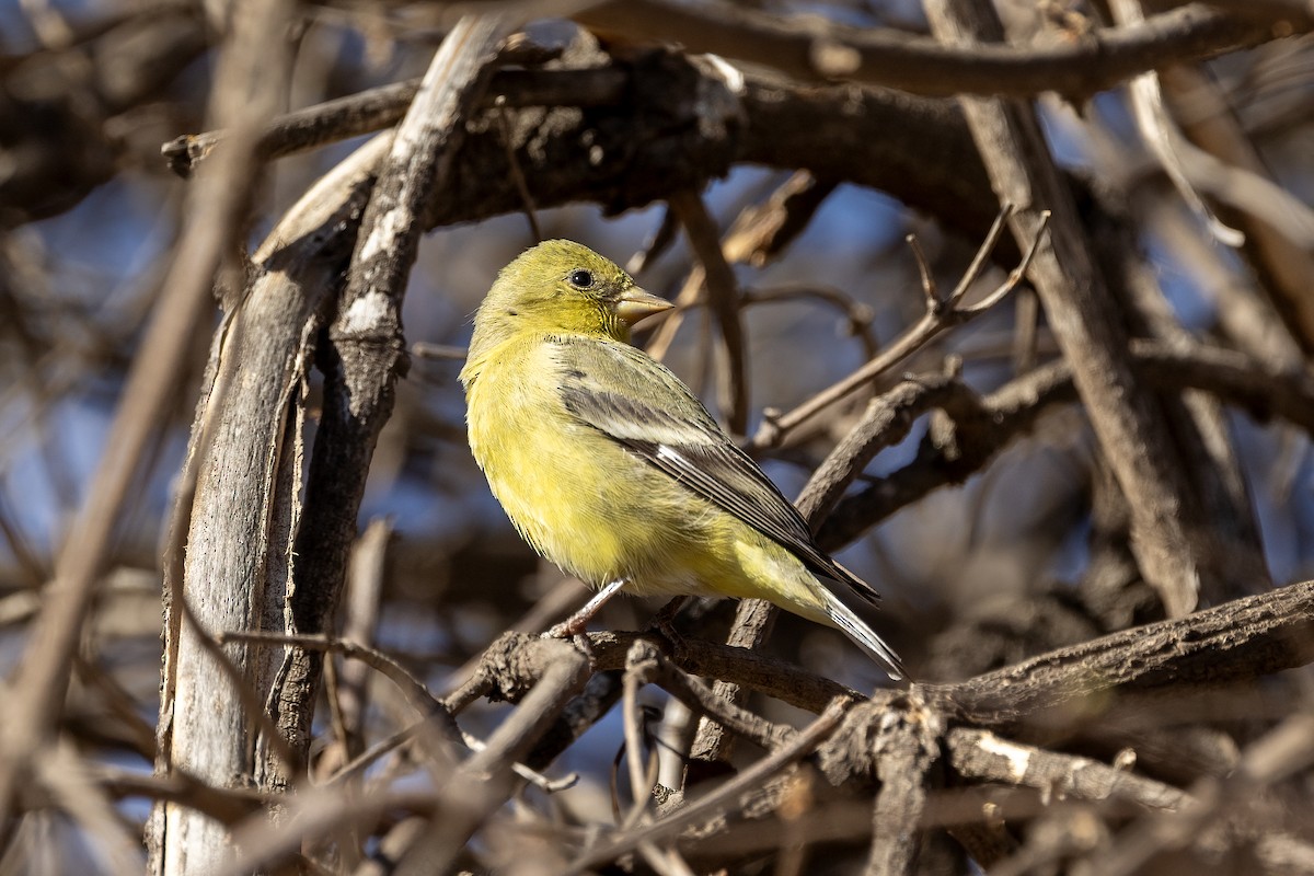 Lesser Goldfinch - ML629424471