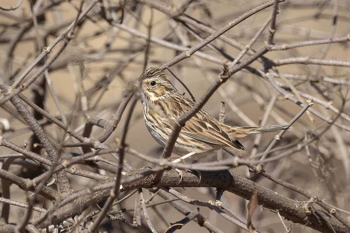 Savannah Sparrow - ML629424519