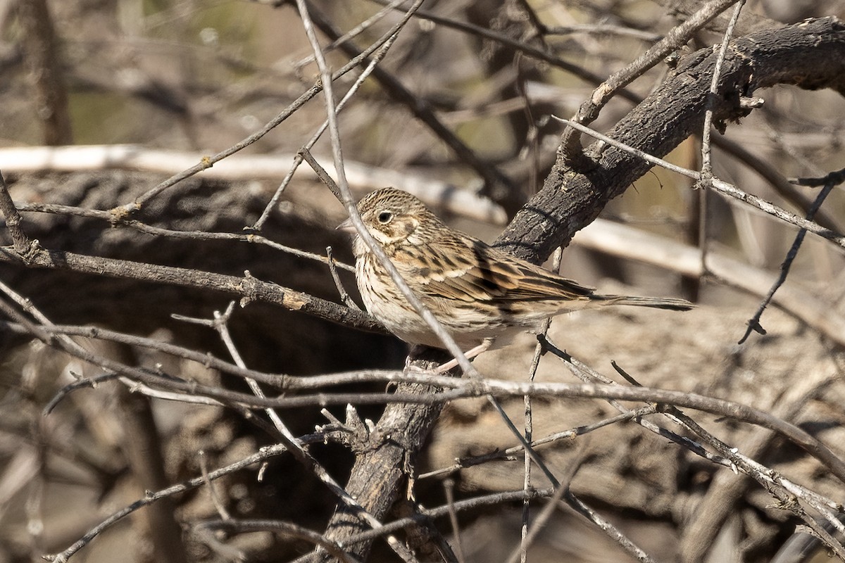 Vesper Sparrow - ML629424547