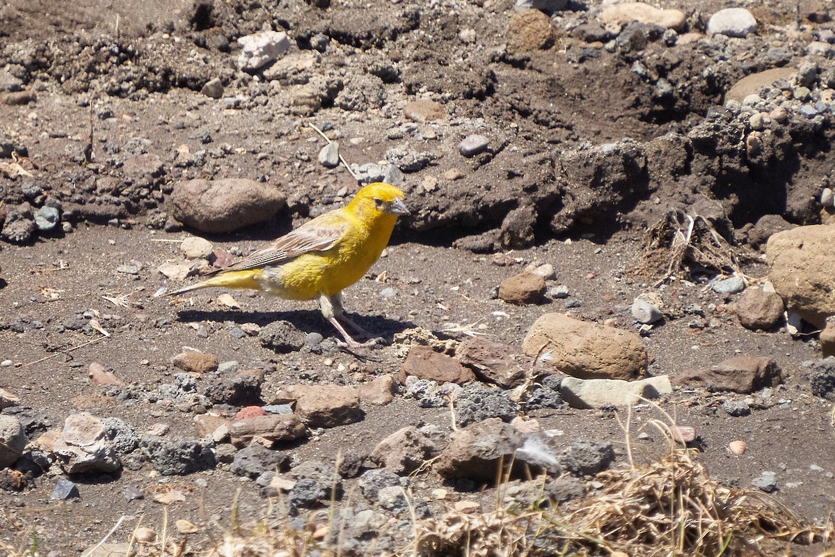 Greater Yellow-Finch - ML629424823