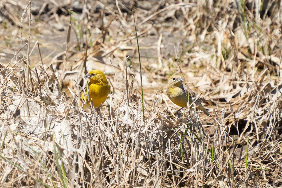 Greater Yellow-Finch - ML629424826