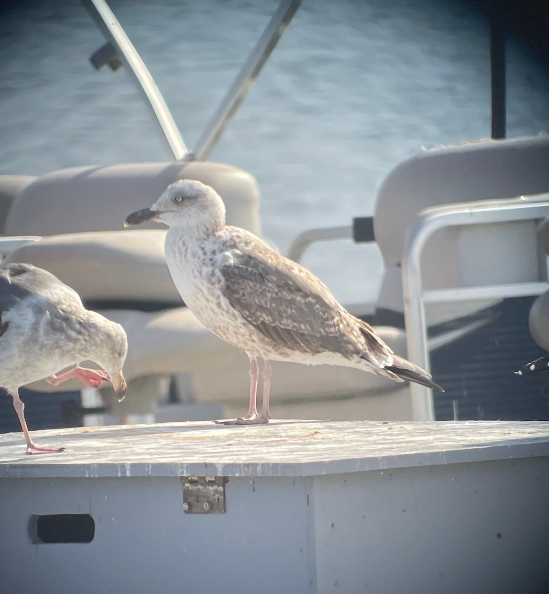 Lesser Black-backed Gull - ML629425005