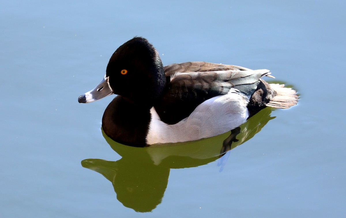Ring-necked Duck - ML629425176