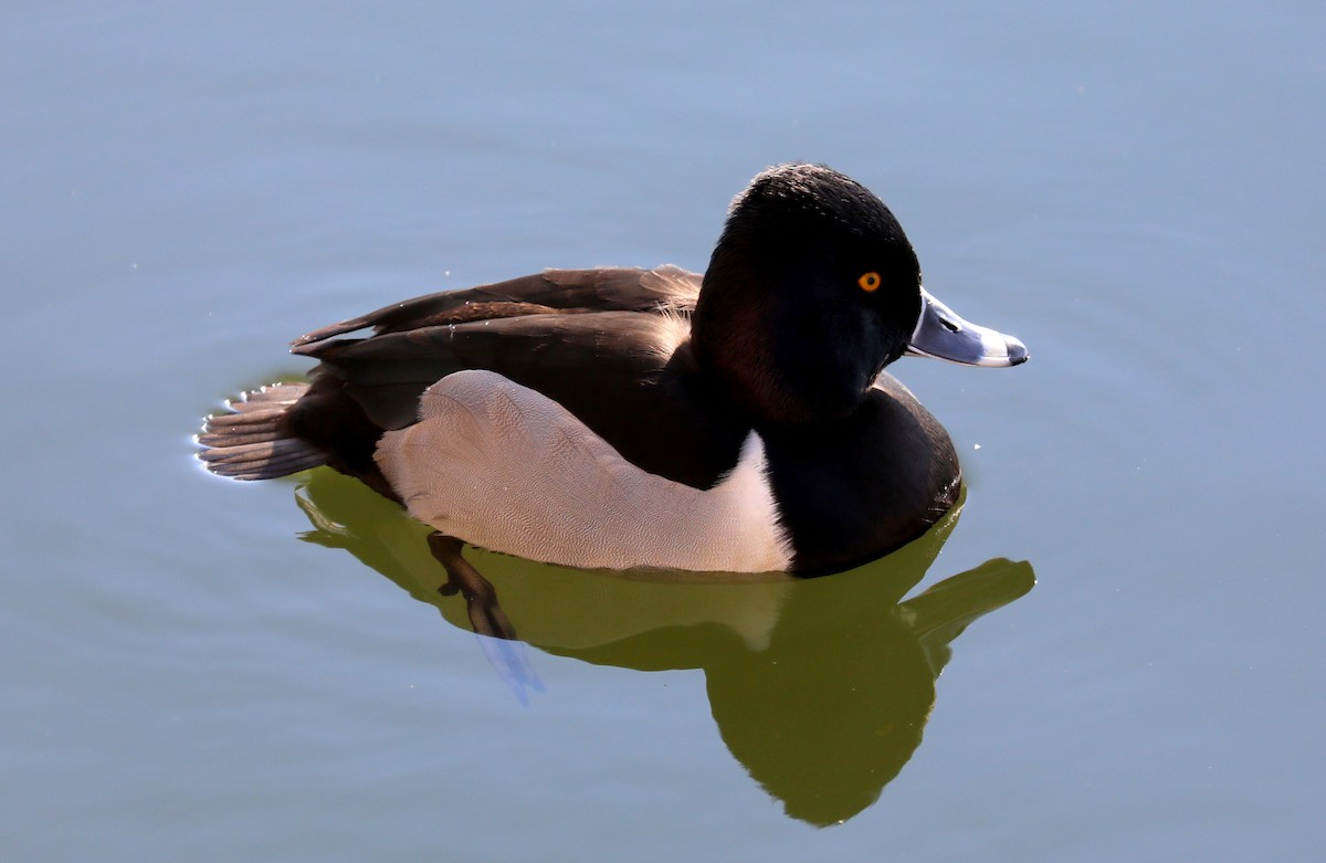 Ring-necked Duck - ML629425191