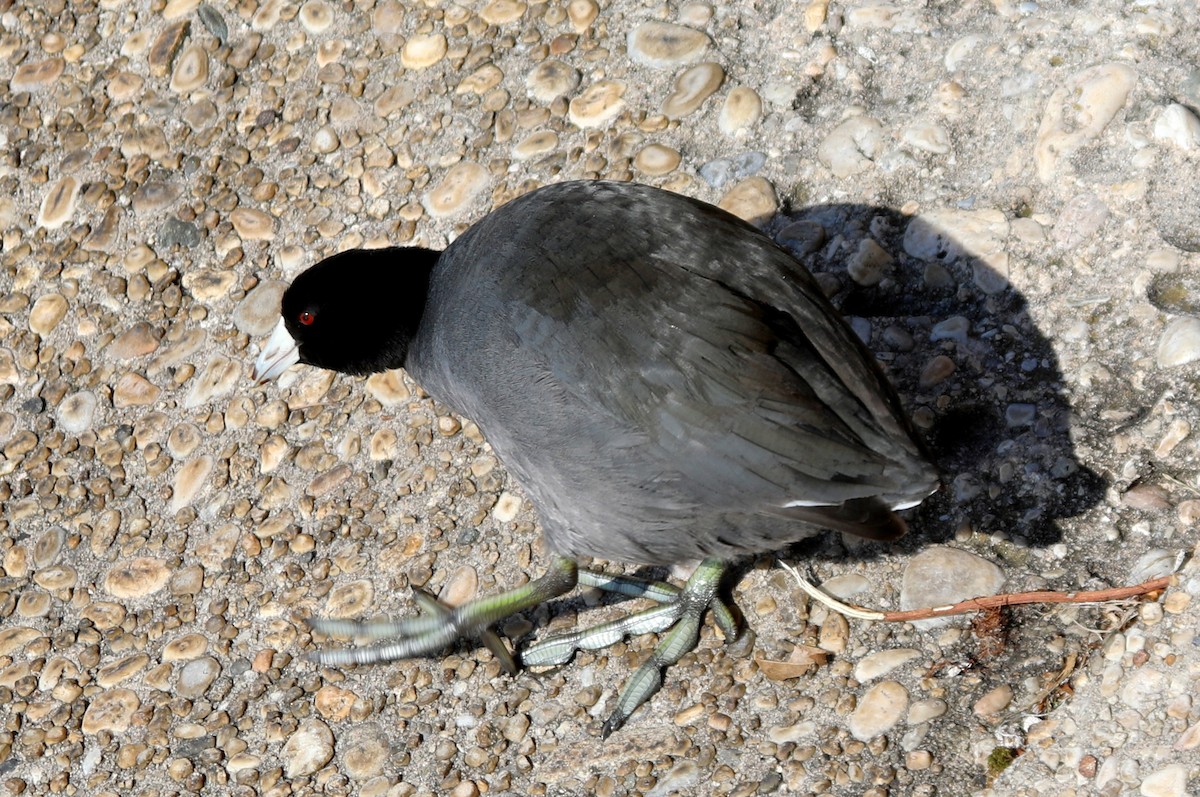 American Coot - ML629425366