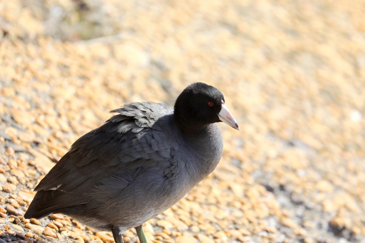 American Coot - ML629425371
